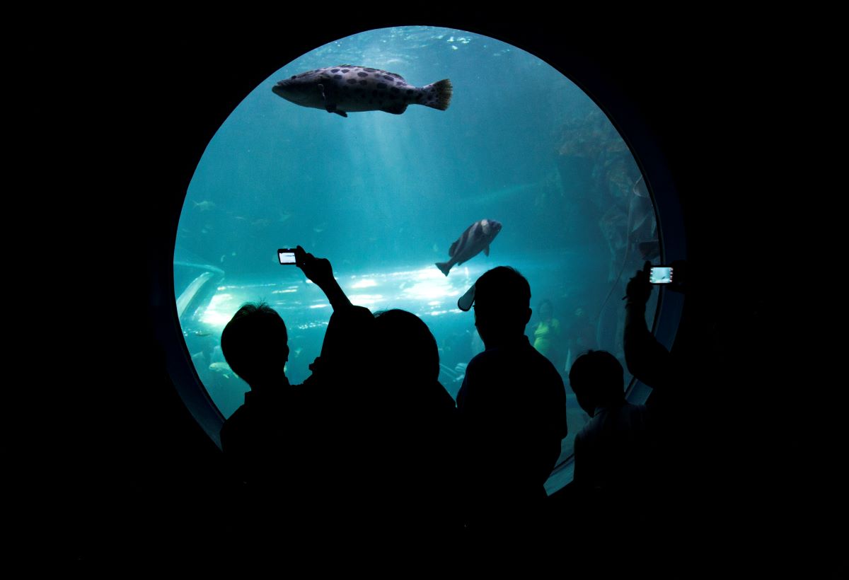 children at the aquarium