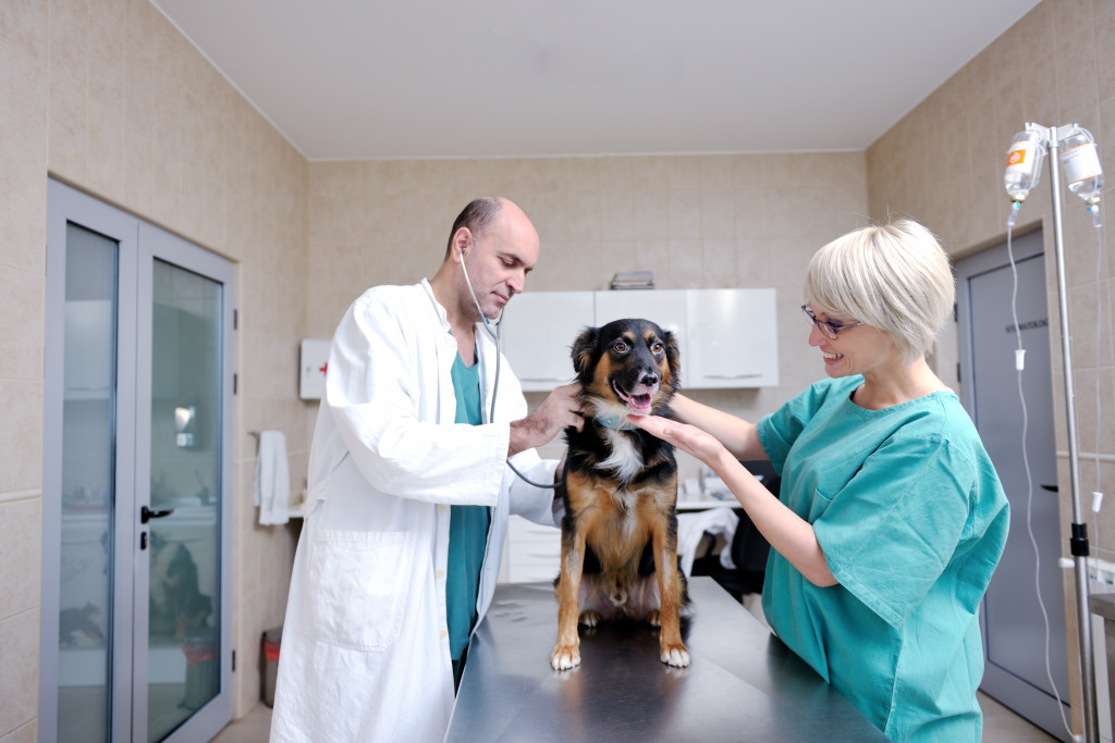 veterinarian and nurse tending a dog